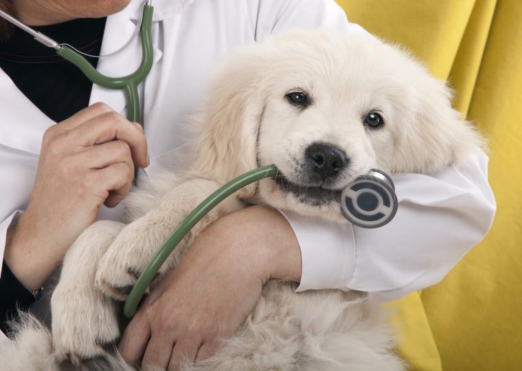 Hundvalp med stetoskop
