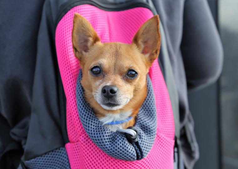 Liten hund i ryggsäck